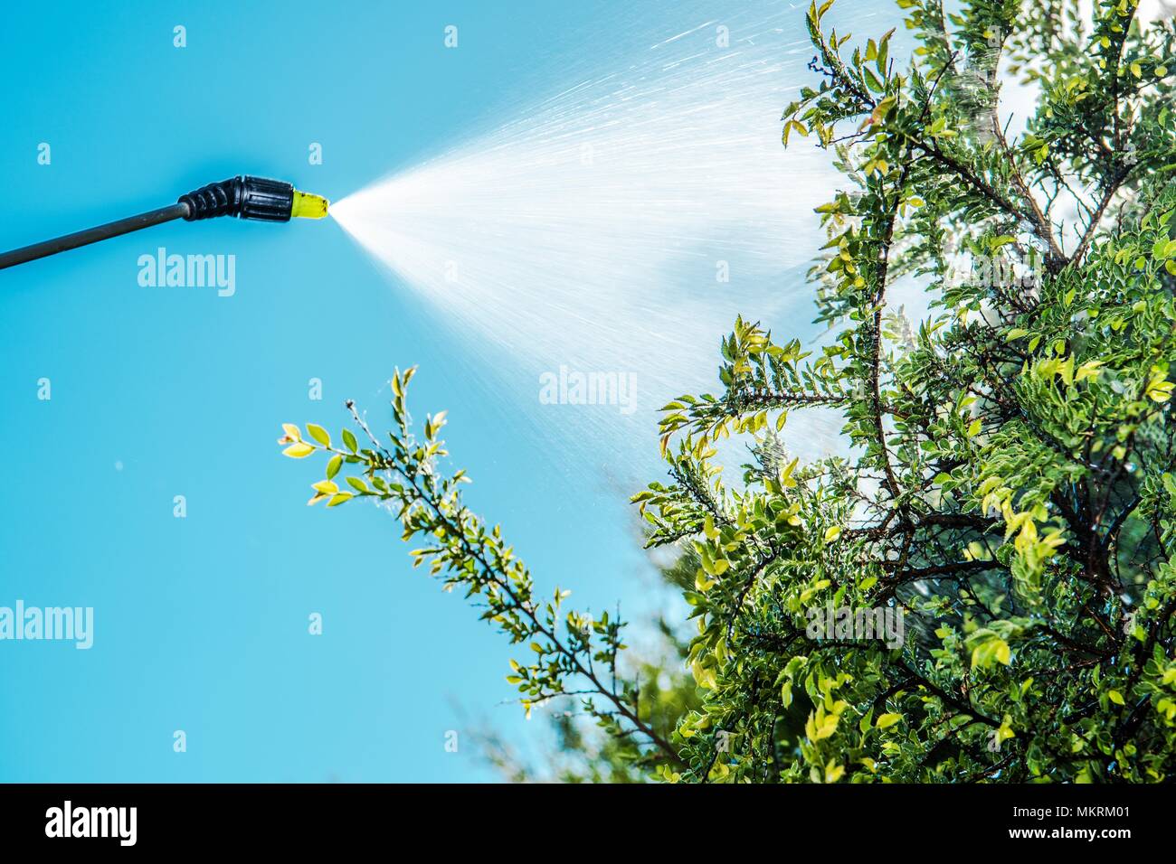 Spruzzare un insetticida sull'albero giardino. Primo piano. Impianti di salvataggio del tema. Foto Stock