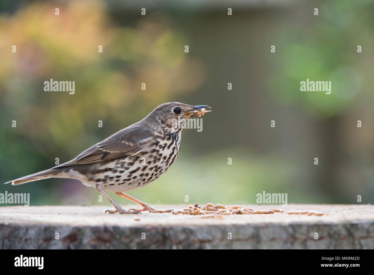 Turdus philomelos. Tordo bottaccio su una tabella di uccelli alimentazione su mealworms in un giardino inglese. Regno Unito Foto Stock