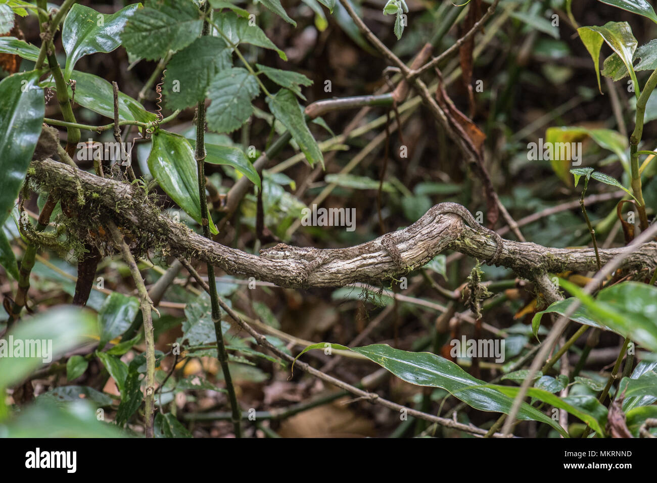 Foglia satanico-tailed gecko mimando una foglia morta Foto Stock