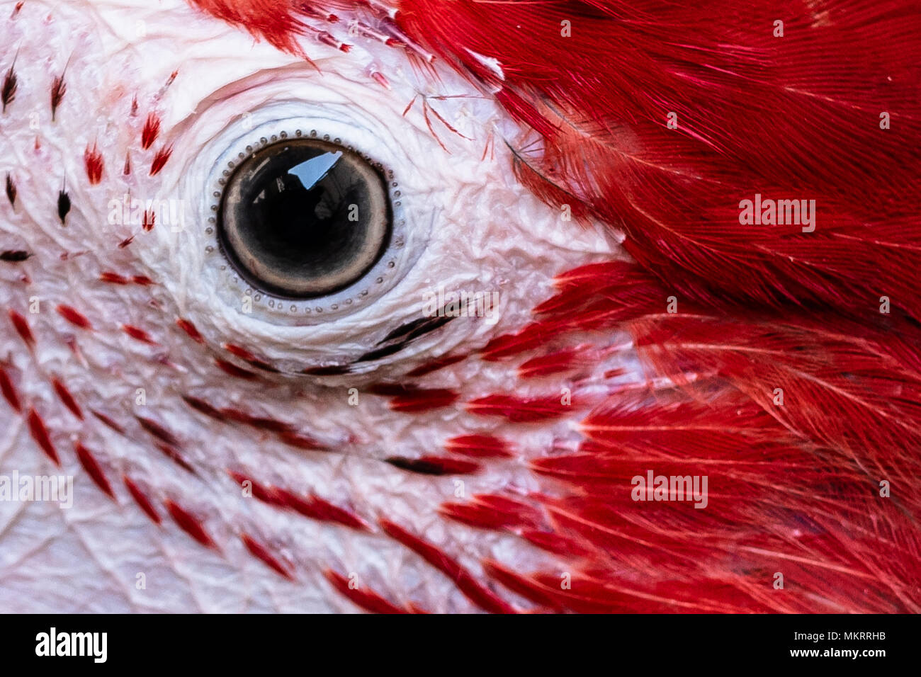 Close up di pappagallo occhio con piume rosso Foto Stock