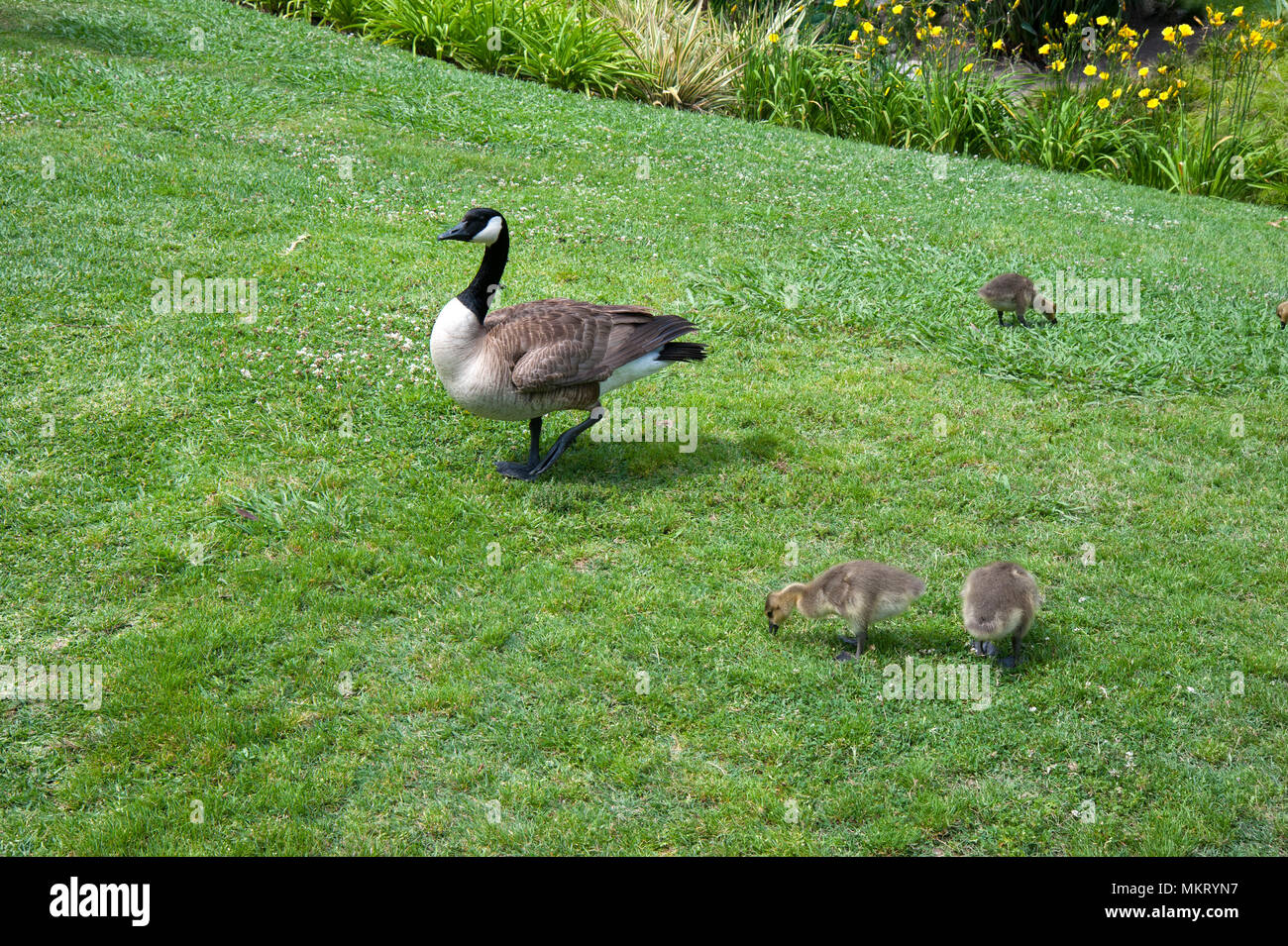 Madre di oca e baby oche sul prato a Huntington Gardens, Pasadena, CA Foto Stock