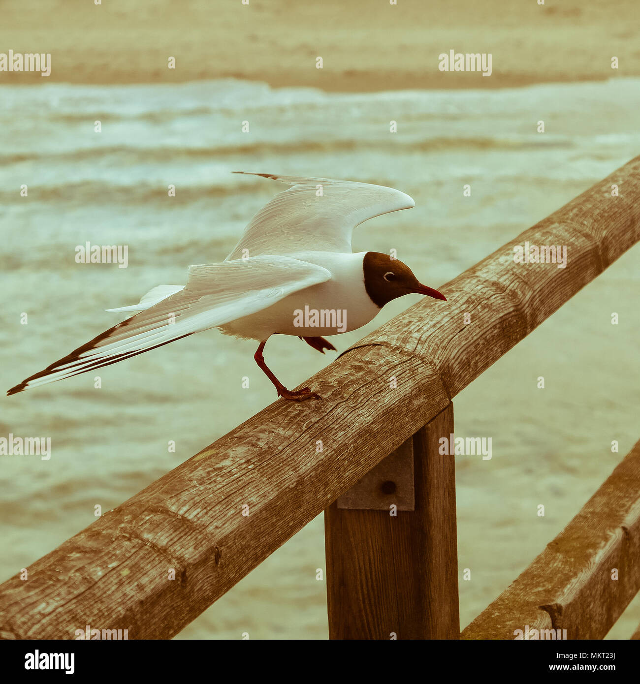 Wild seagull sbarco sulla ringhiera in legno Foto Stock