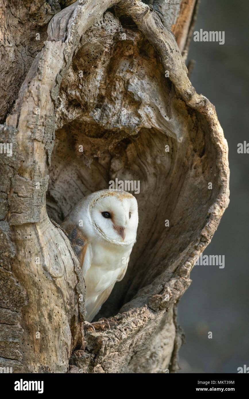 Barbagianni; Tyto alba, appoggiato in un vecchio albero cavo,la molla sul bordo di un bosco Oxfordshire,(prigioniero) Foto Stock