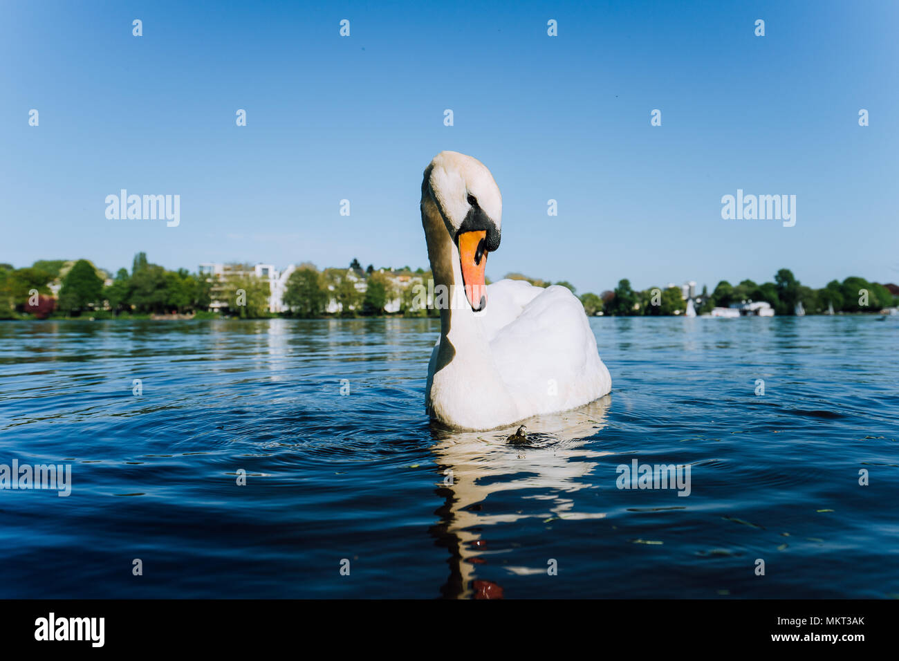 Carino grazia White Swan anteverted testa sul lago Alster in una giornata di sole in Amburgo Foto Stock