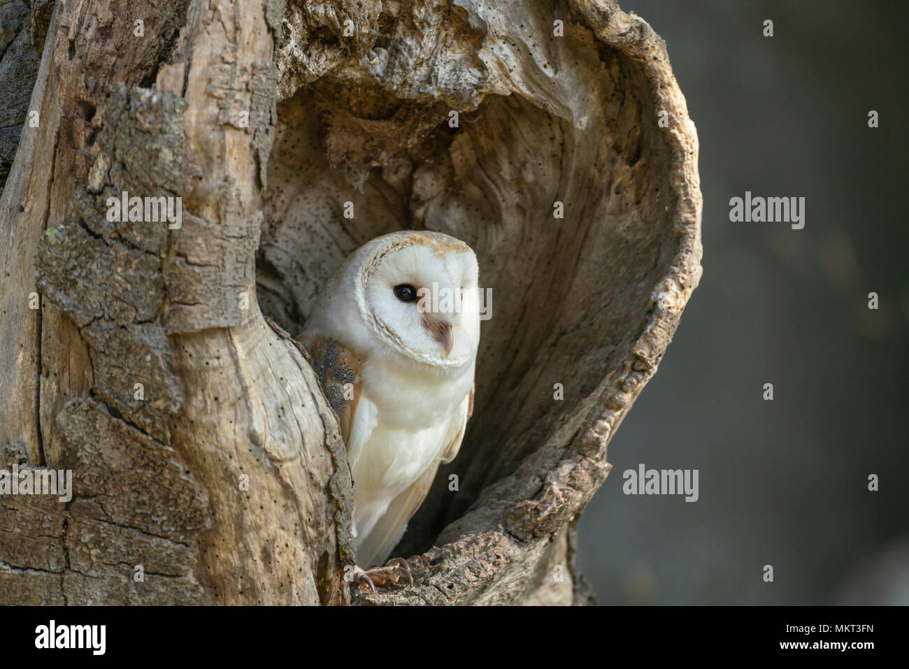 Barbagianni; Tyto alba, appoggiato in un vecchio albero cavo,la molla sul bordo di un bosco Oxfordshire,(prigioniero) Foto Stock