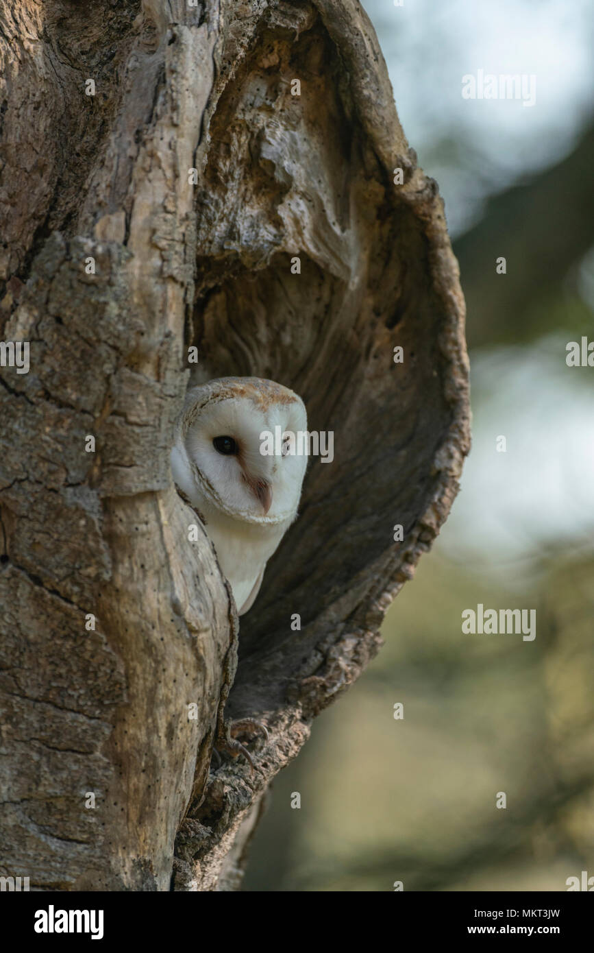 Barbagianni; Tyto alba, appoggiato in un vecchio albero cavo,la molla sul bordo di un bosco Oxfordshire,(prigioniero) Foto Stock