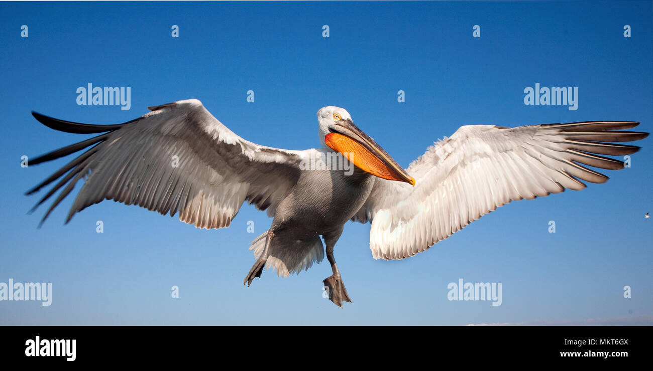 Pellicano dalmata in volo, il lago di Kerkini, Grecia Foto Stock