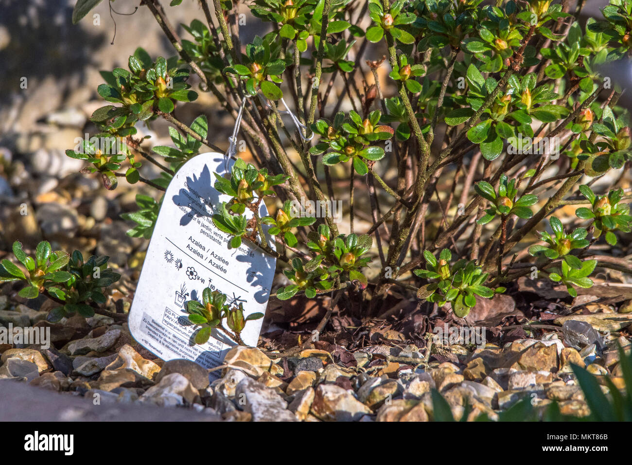 Azalea in un aiuola con etichetta di istruzioni Foto Stock