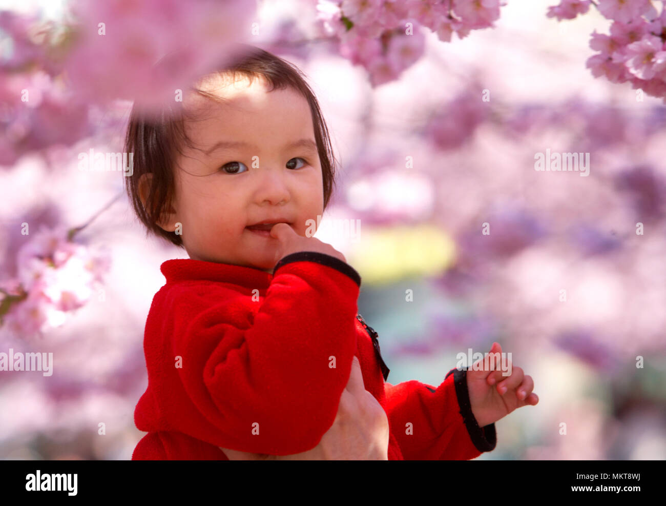 Stoccolma, Svezia - 30 Aprile 2012: la primavera è venuto a Stoccolma e la gente stanno godendo sotto la fioritura ciliegi giapponesi, nel parco "Kungs Foto Stock