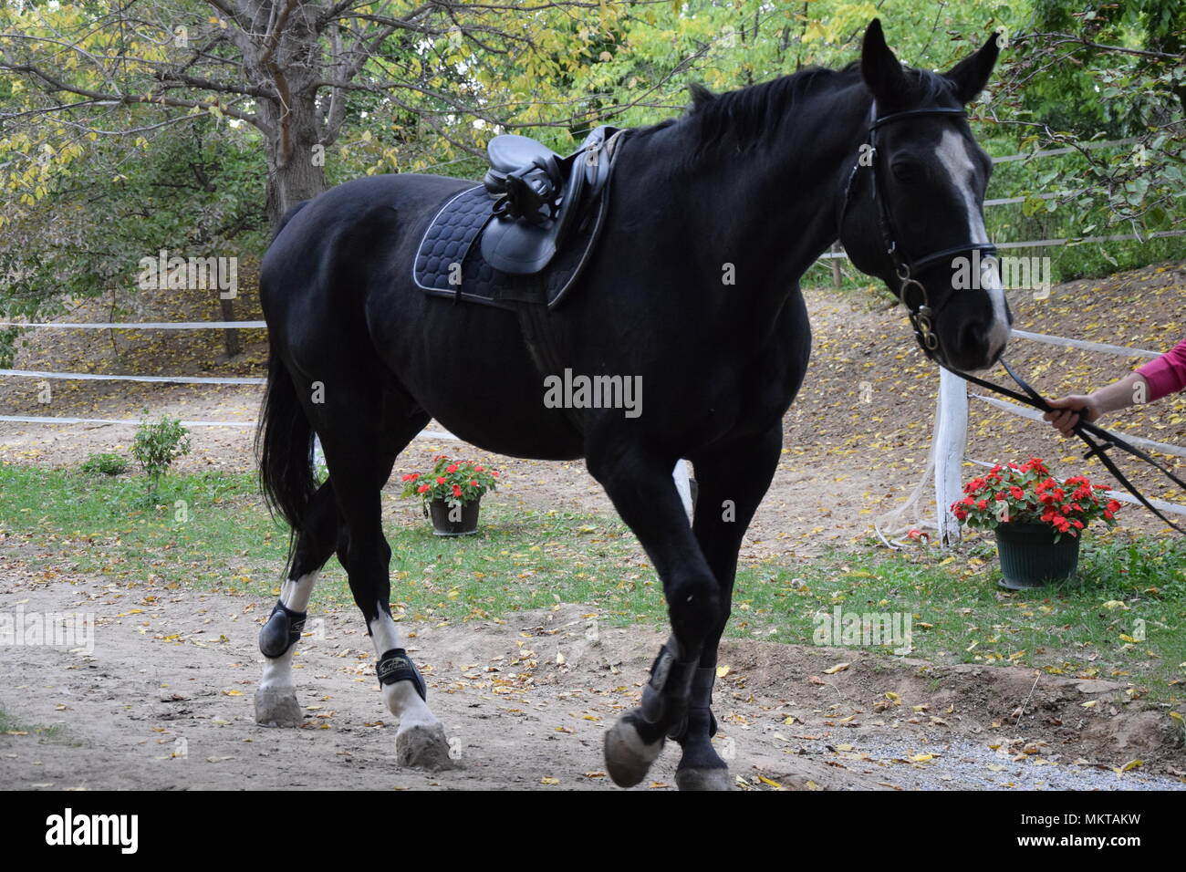 Frustino da cavallo in similpelle nera Fruste - Antica Porta del Titano