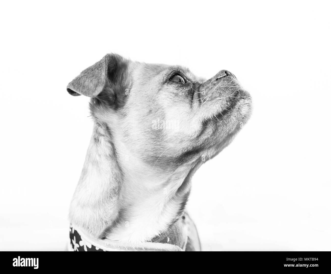 Bianco e nero profilo del cane con underbite e sfondo bianco Foto Stock