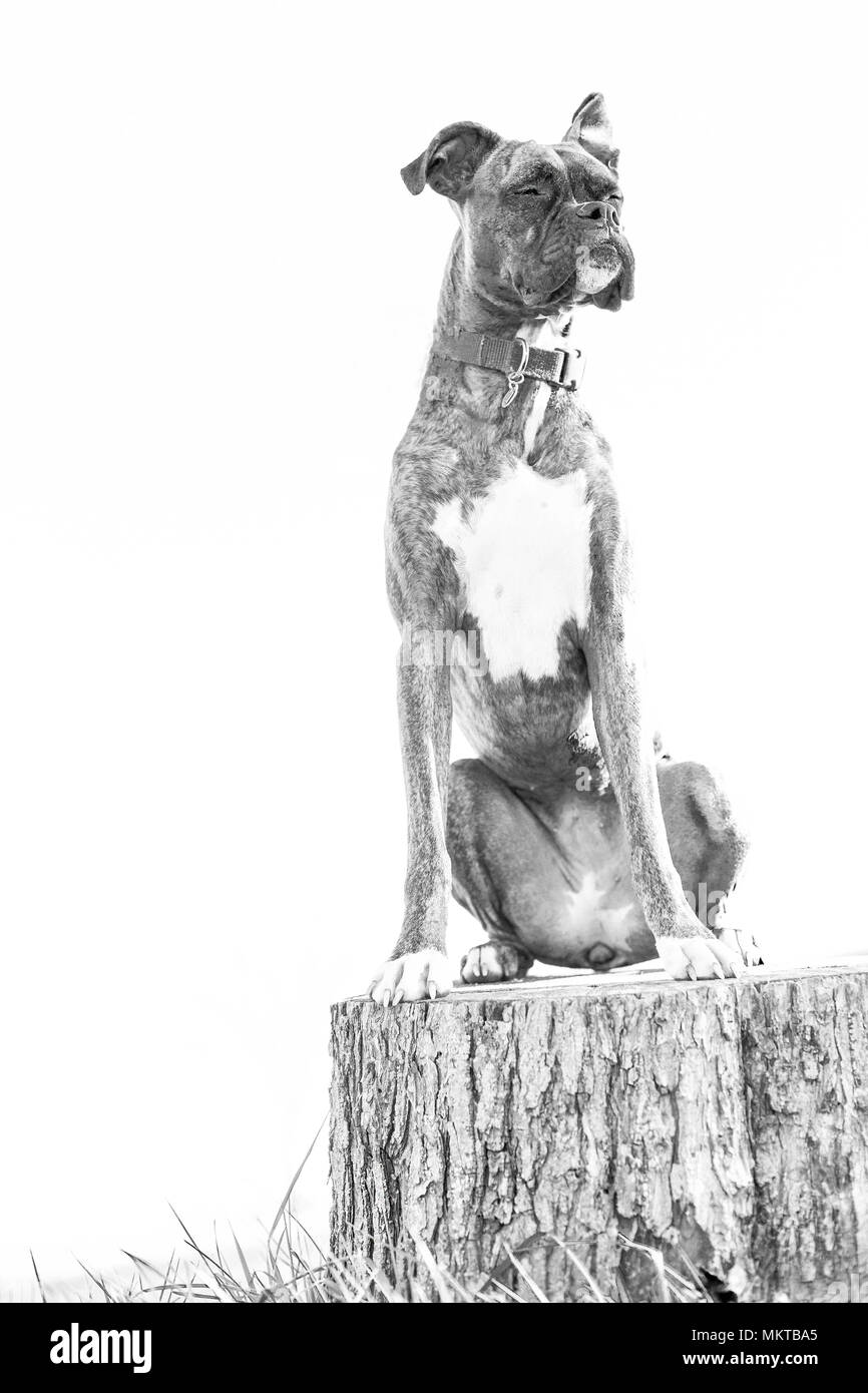 Brindle Boxer dog sitter su un ceppo di albero in bianco e nero Foto Stock