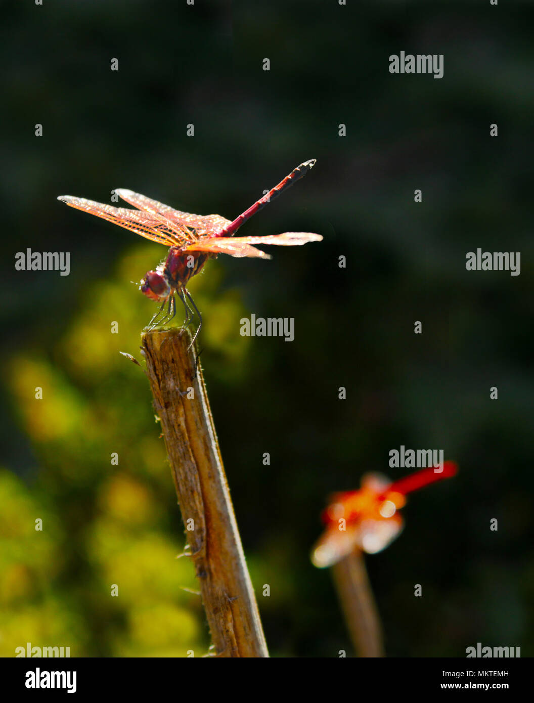 Primo piano di un arroccato Libellula rossa con un giardino sfocata sullo sfondo. Foto Stock