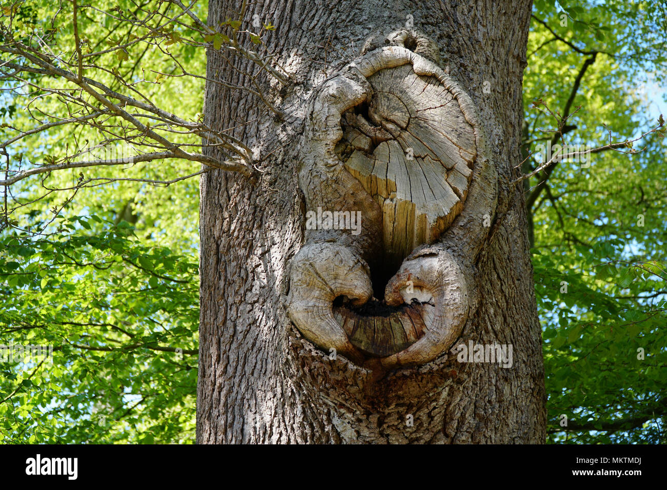 Tronco di albero con taglio ramo (forma inusuale) Foto Stock
