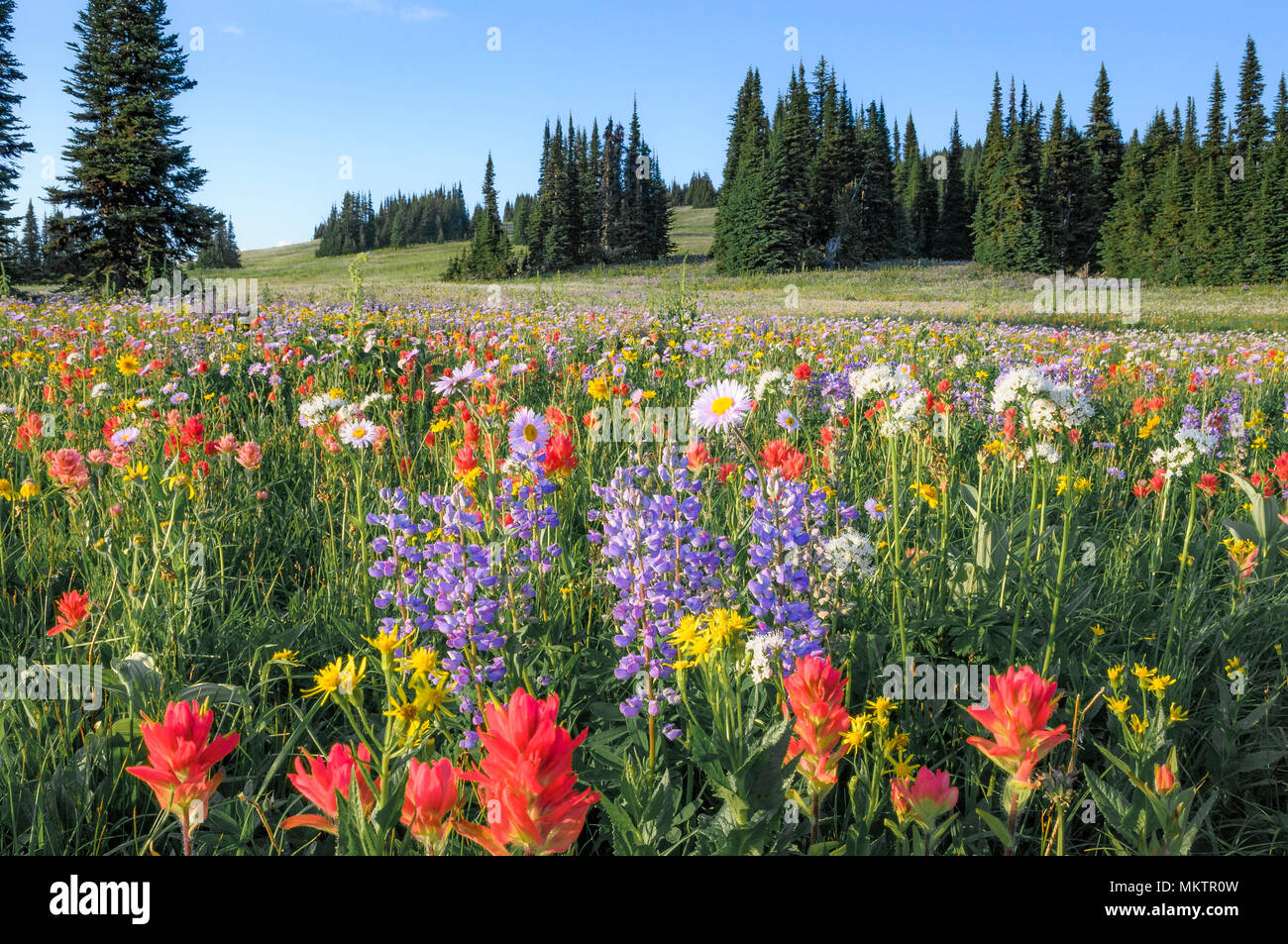 Fiori Selvatici, trofeo Prati, Grey, Parco Provinciale, BC, Canada Foto Stock