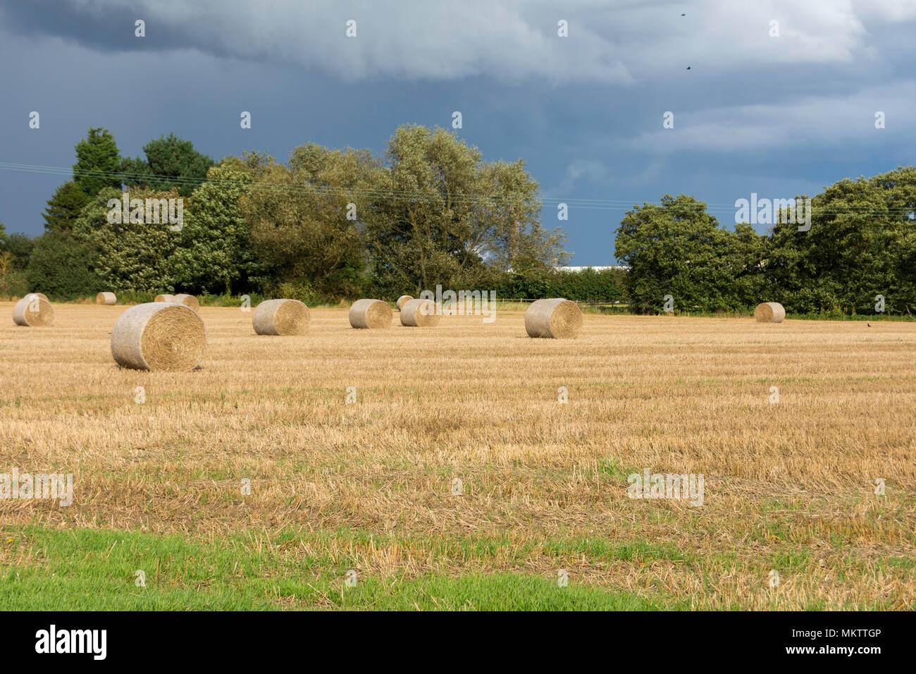 Balle di fieno nel sole con cielo tempestoso Foto Stock