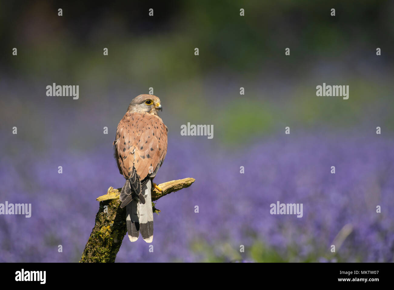 Il Gheppio comune , maschio, Falco tinnunculus, contro uno sfondo di bluebells,la molla in un bosco di Oxfordshire Foto Stock