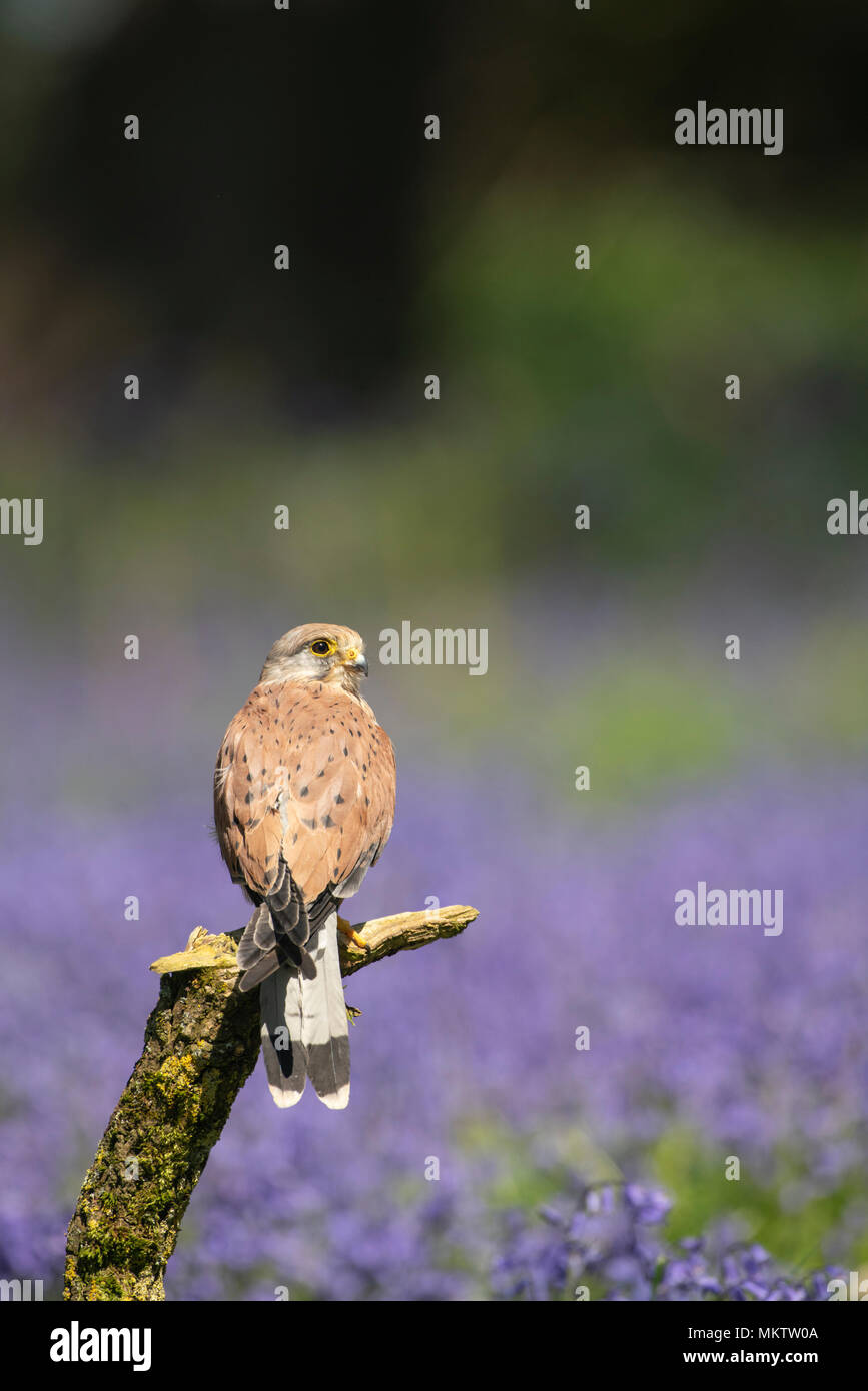 Il Gheppio comune , maschio, Falco tinnunculus, contro uno sfondo di bluebells,la molla in un bosco di Oxfordshire Foto Stock
