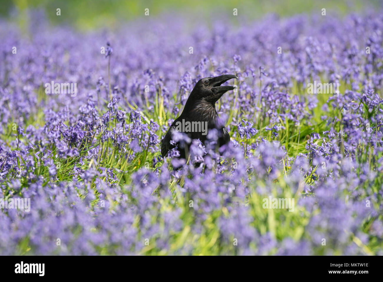 Raven; Corvus corax, appollaiato in mezzo bluebells in un bosco di Oxfordshire. Foto Stock