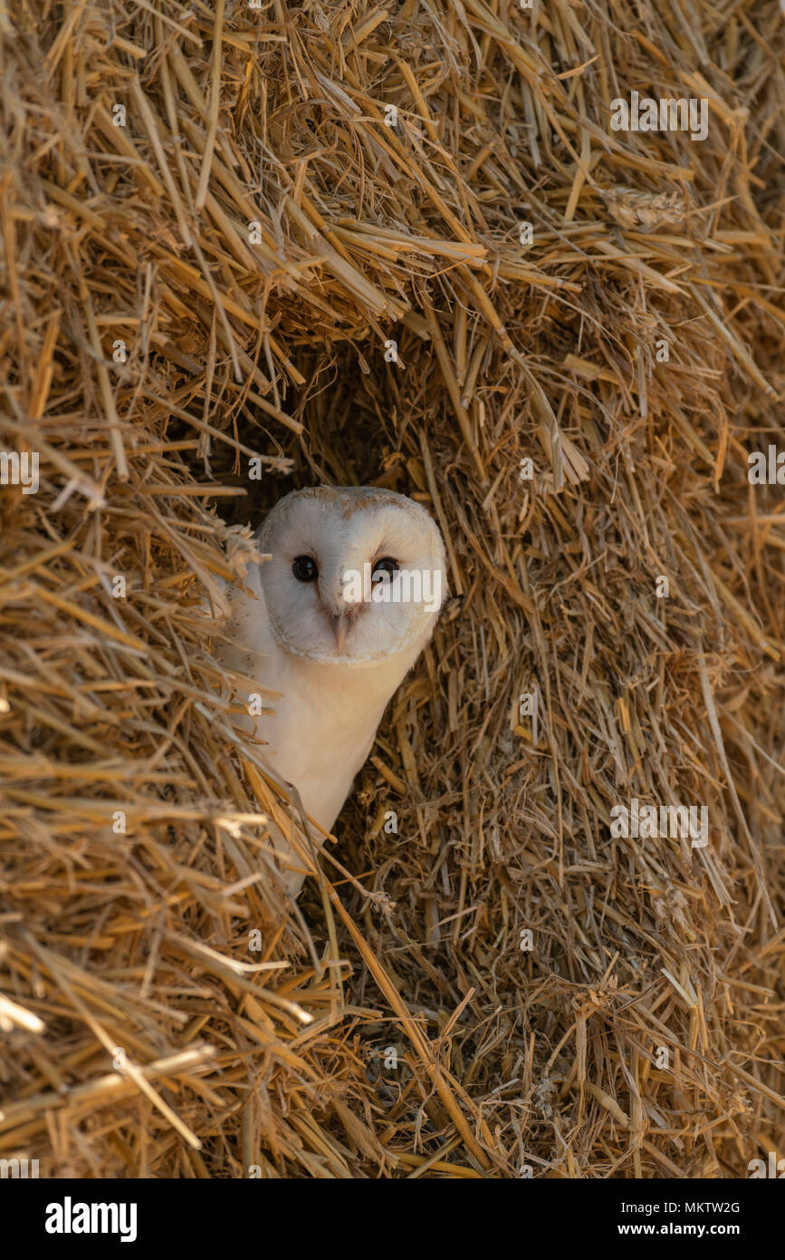 Barbagianni; Tyto alba, arroccato in balle di paglia in corrispondenza del bordo di un bosco Oxfordshire. Foto Stock