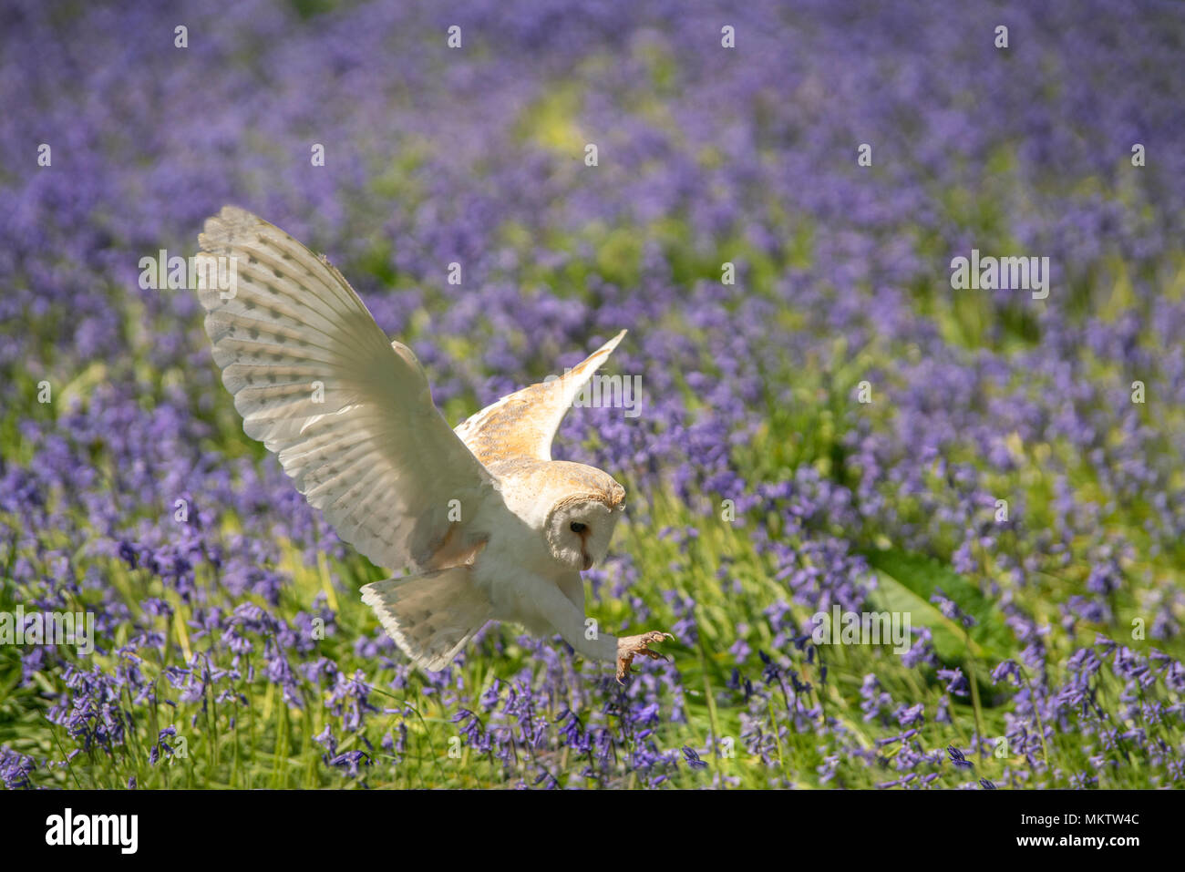 Barbagianni; Tyto alba,contro una caduta delle Bluebells,la molla in un bosco di Oxfordshire. Foto Stock