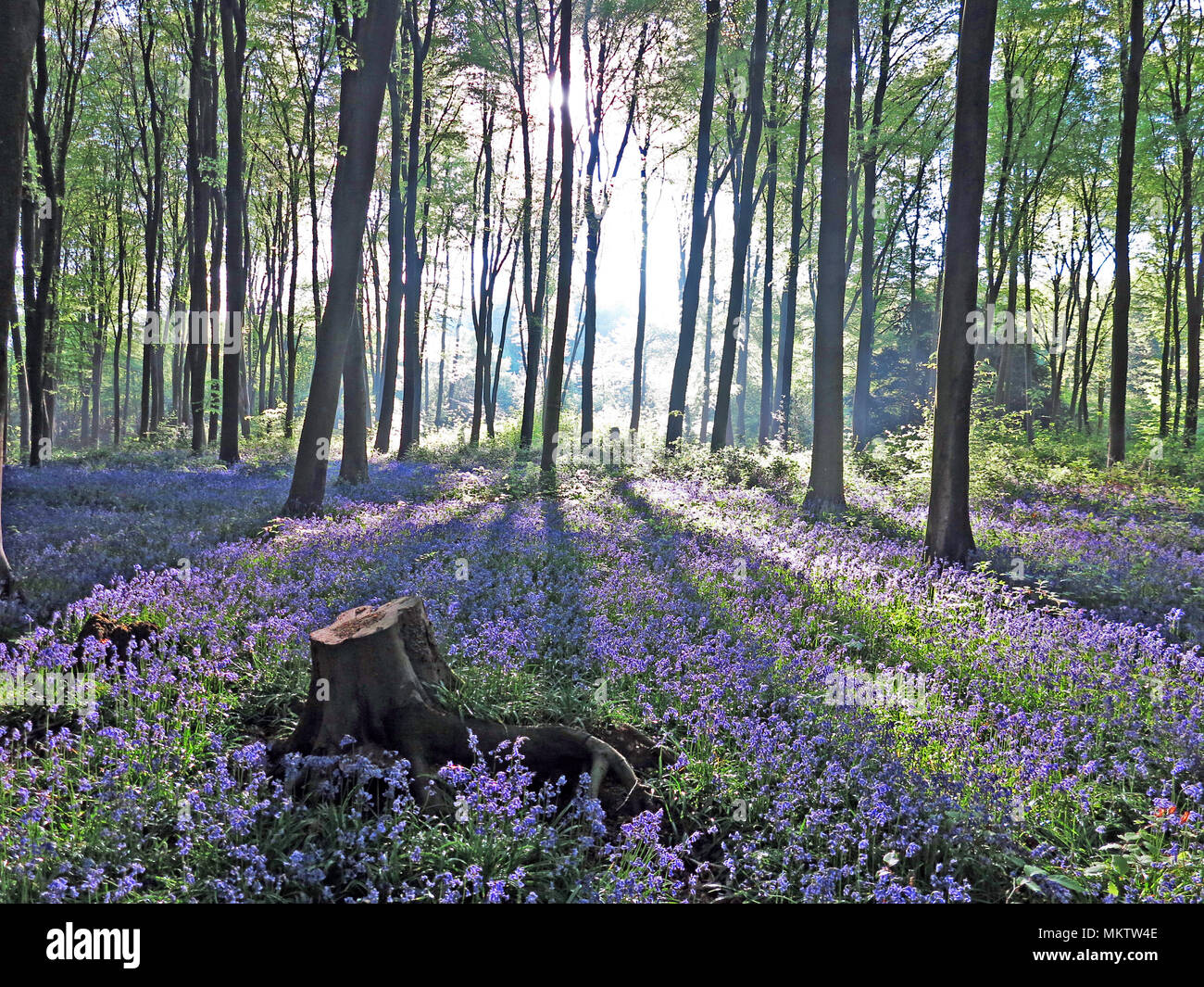 Bluebells quasi all alba Micheldever boschi, Winchester, Inghilterra Foto Stock