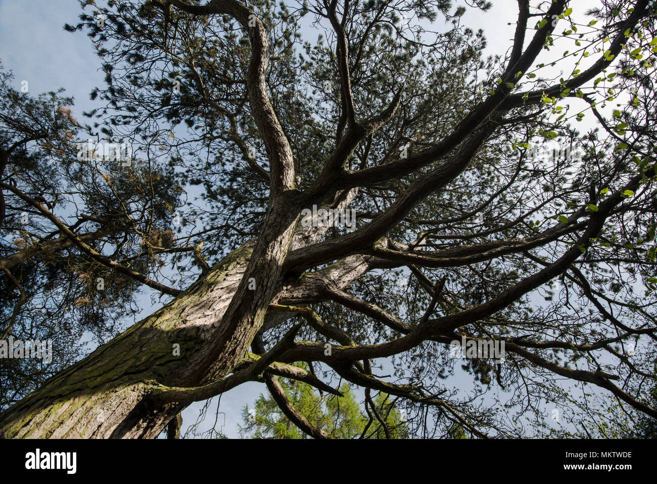 Corsican Pine - Pinus nigra ssp. maritima, Stoke boschi, Bicester, Oxfordshire di proprietà del Woodland Trust Foto Stock