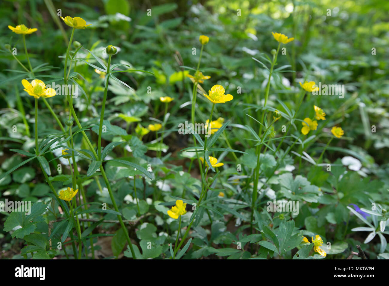 La storia di Riccioli d'oro ranuncolo - Ranunculus auricomus , Stoke boschi, Bicester, Oxfordshire di proprietà del Woodland Trust Foto Stock