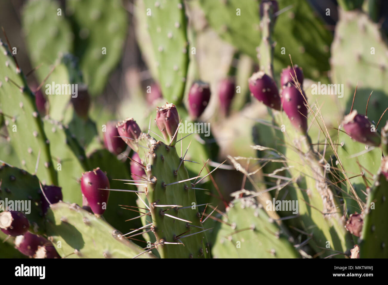 Cactus frutto in Isola di thasos Foto Stock