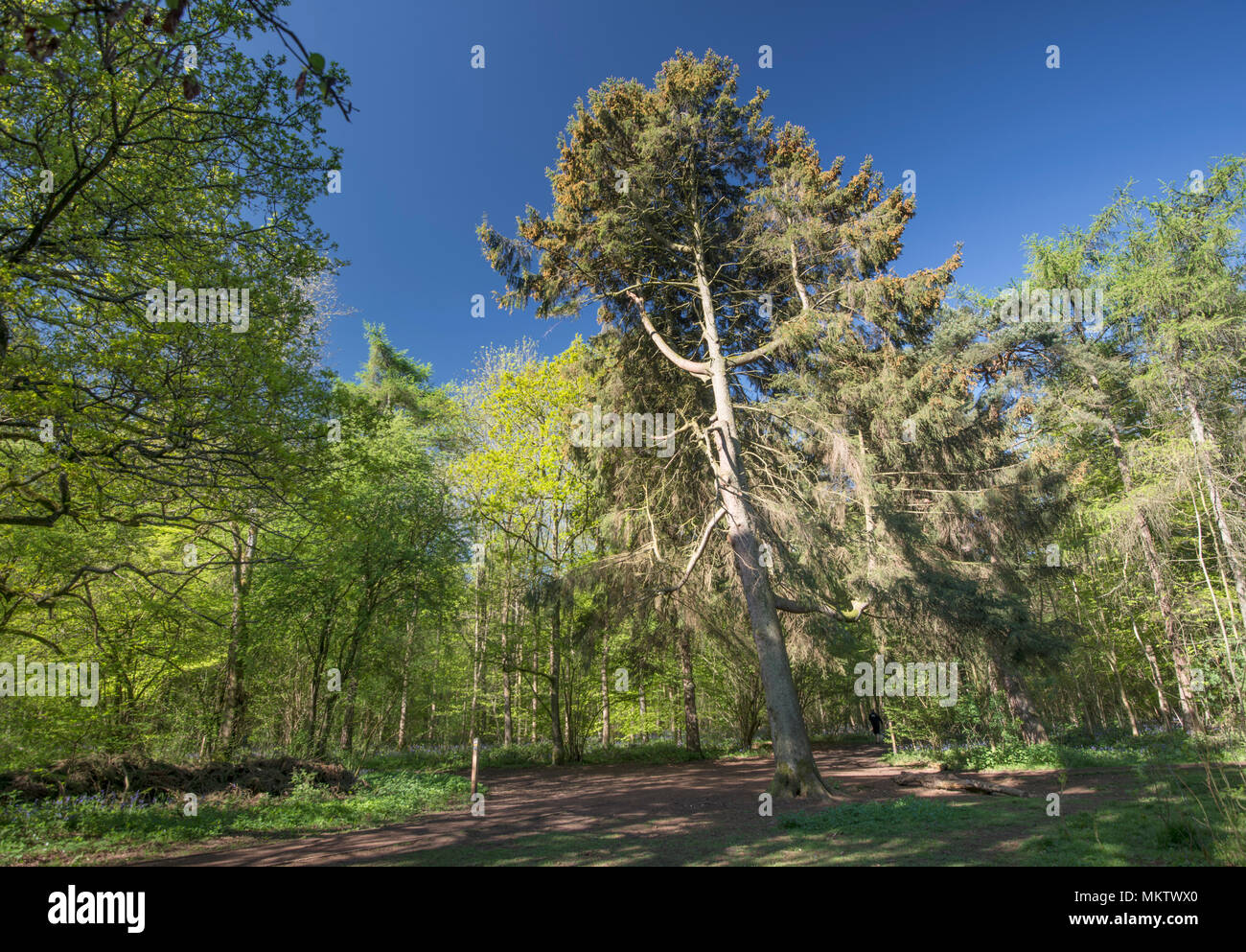 Corsican Pine - Pinus nigra, Stoke boschi, Bicester, Oxfordshire di proprietà del Woodland Trust Foto Stock