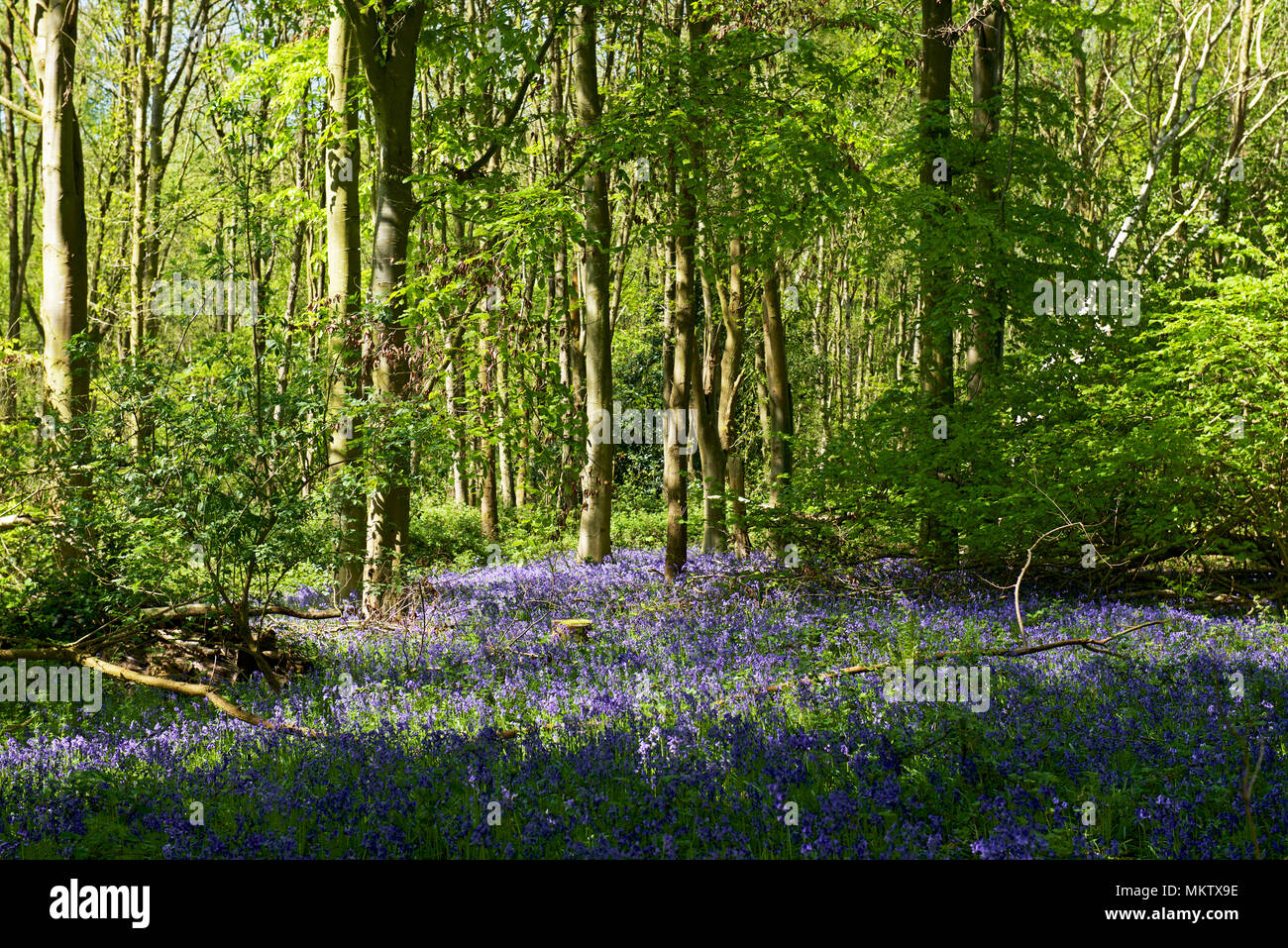 Bluebells a Strumpshaw Fen, un RSPB riserva naturale vicino a Norwich, Norfolk, Inghilterra, Regno Unito Foto Stock
