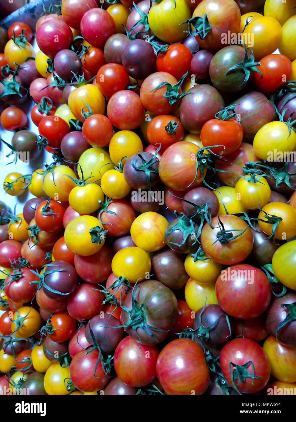 Un arcobaleno di minuscoli pomodori fanno per deliziose insalate e gustosi fotografie Foto Stock