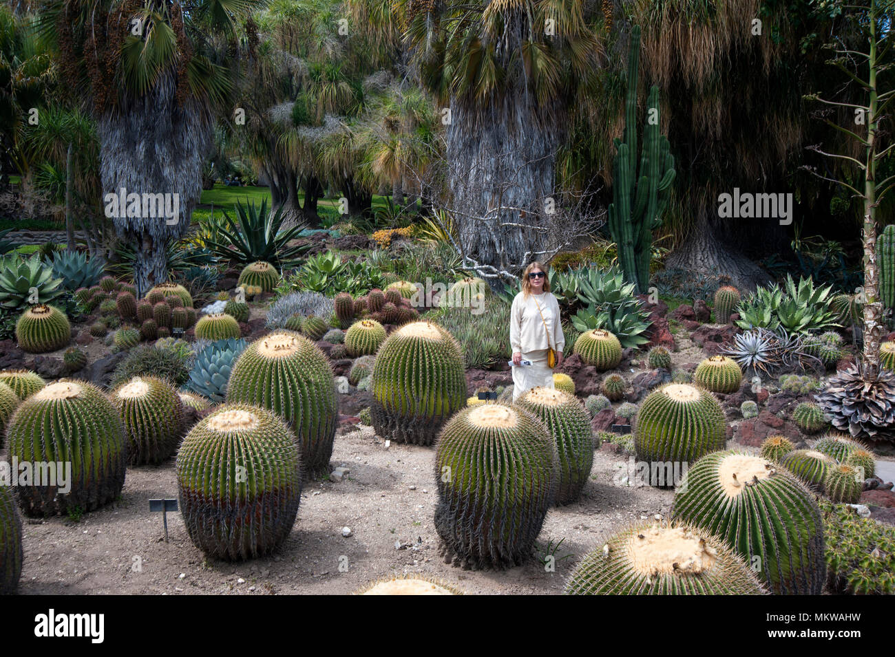 Visitatore al giardino dei cactus in Huntington Gardens a Pasadena, CA Foto Stock