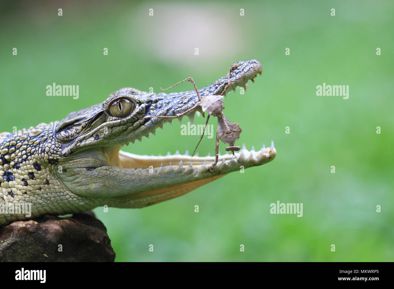 Coccodrilli e mantis con uno sfondo verde Foto Stock