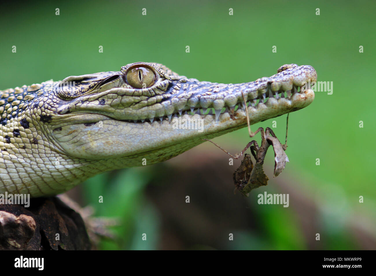 Coccodrilli e mantis con uno sfondo verde Foto Stock