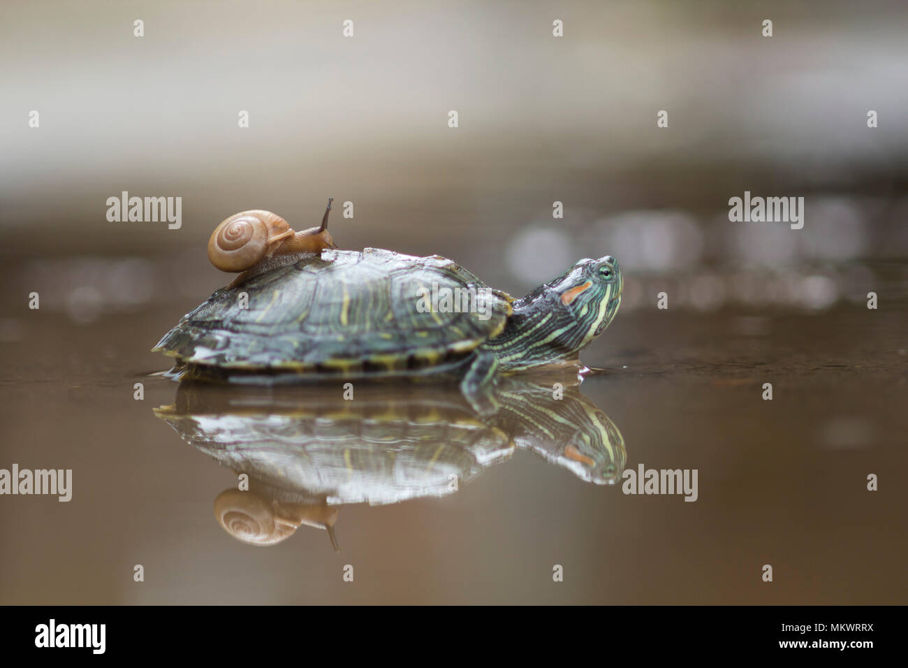 Lumache e tartarughe sull'acqua Foto Stock