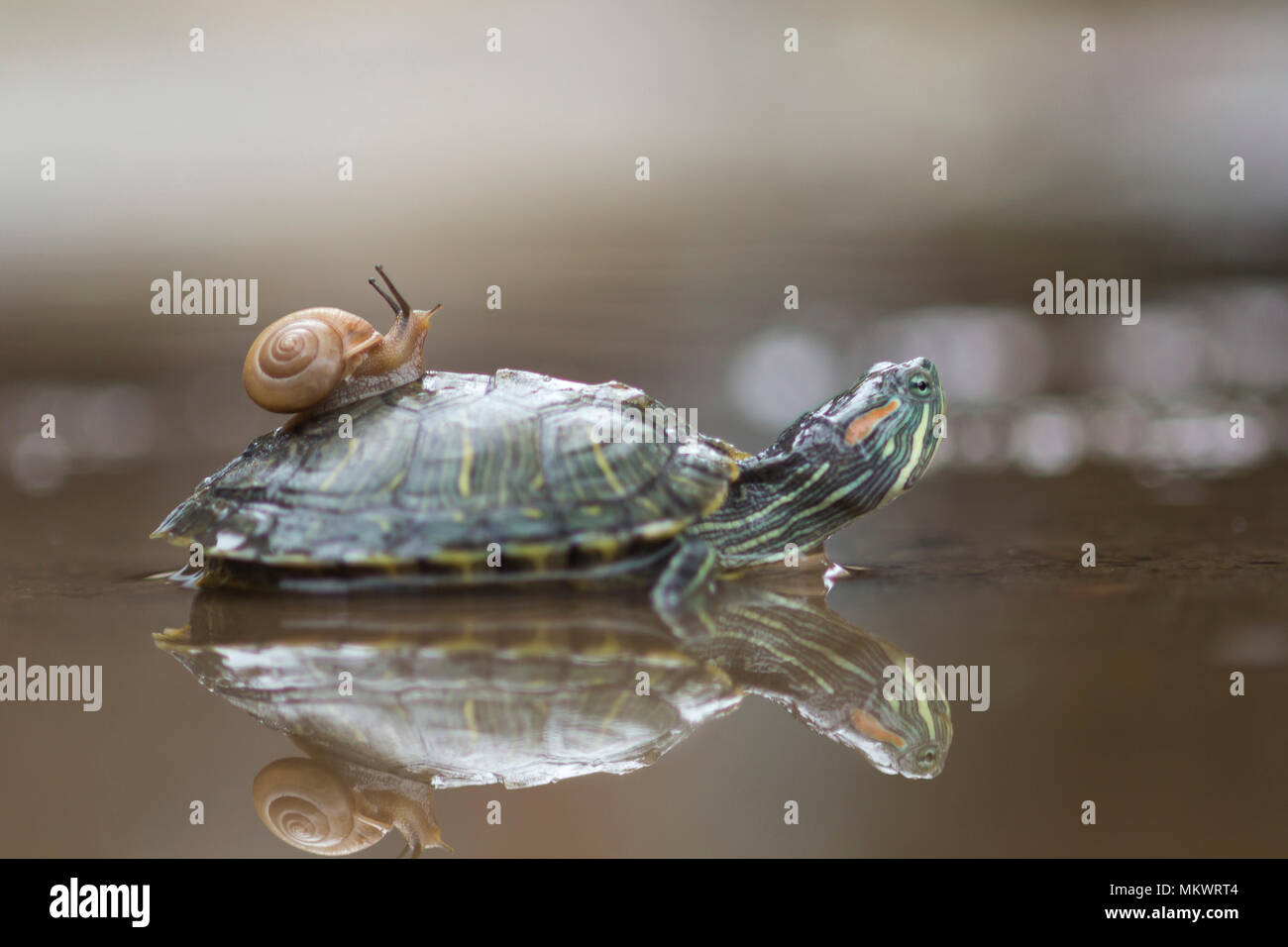 Lumache e tartarughe sull'acqua Foto Stock