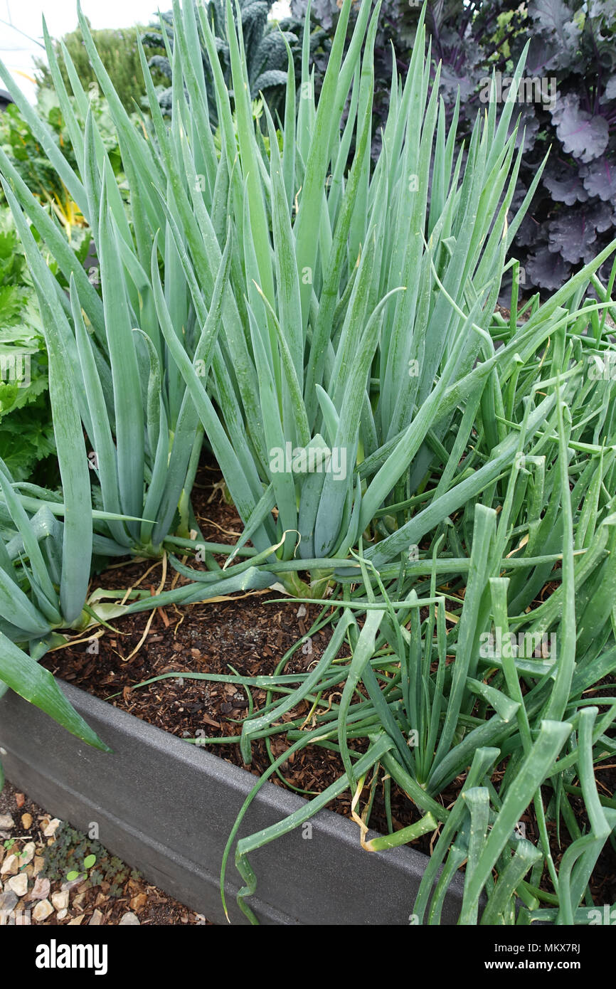 La cipollina cresce su una patch vegetale Foto Stock