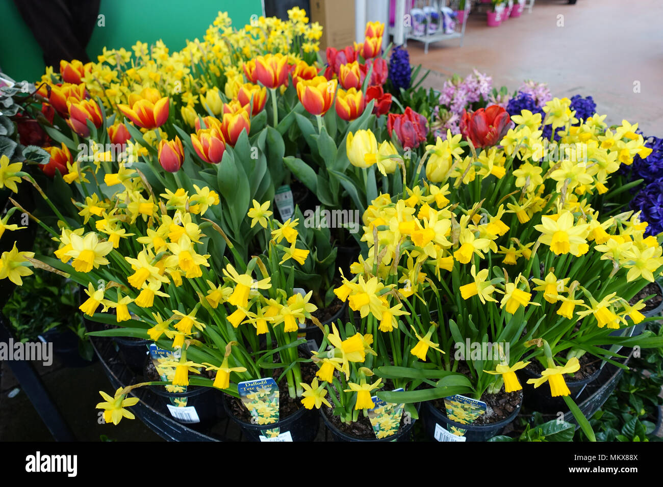 I narcisi, tulipani e giacinti fiori Australia Foto Stock