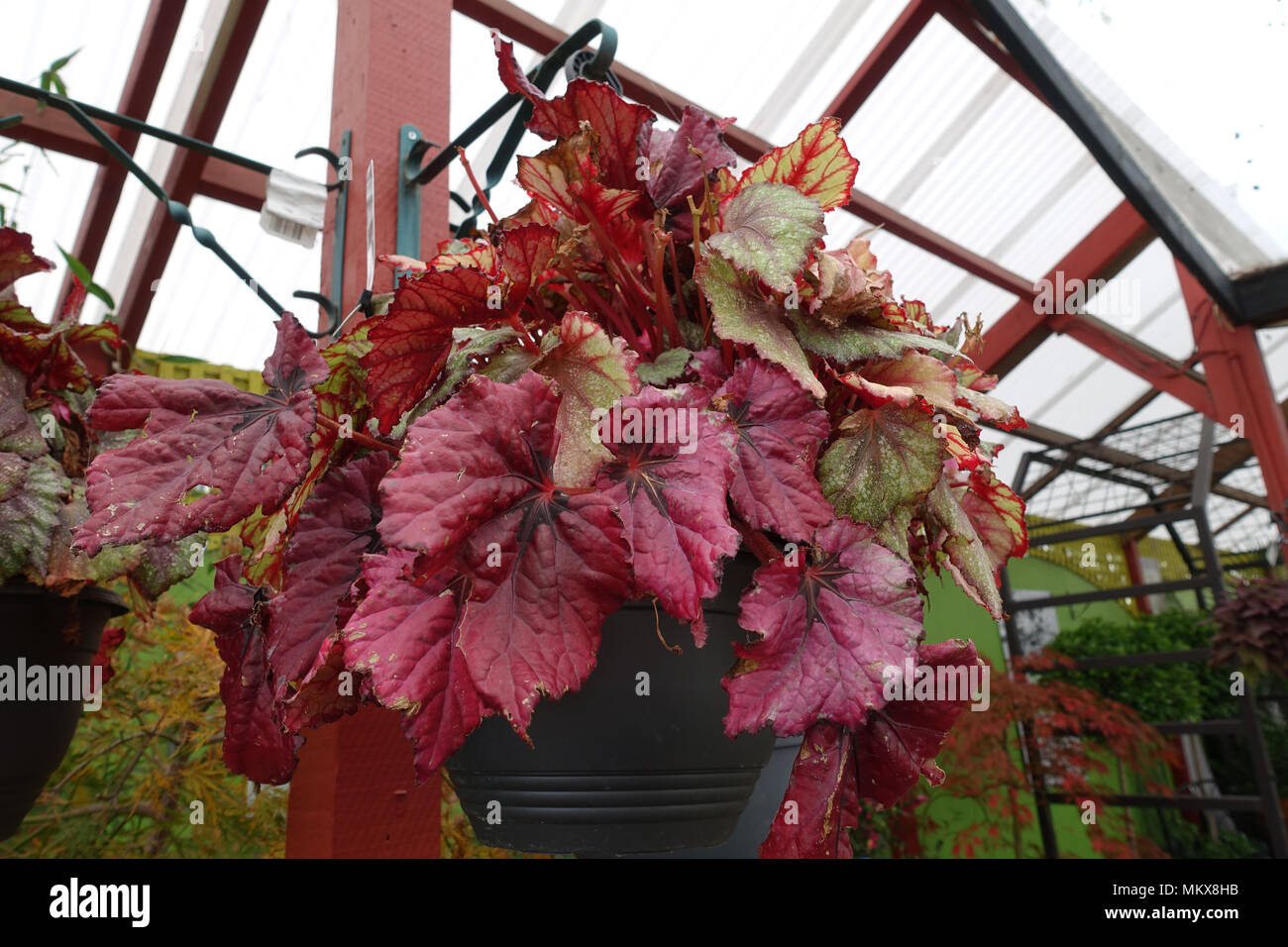 Begonia Rex crescente nella cesta appesa Foto Stock