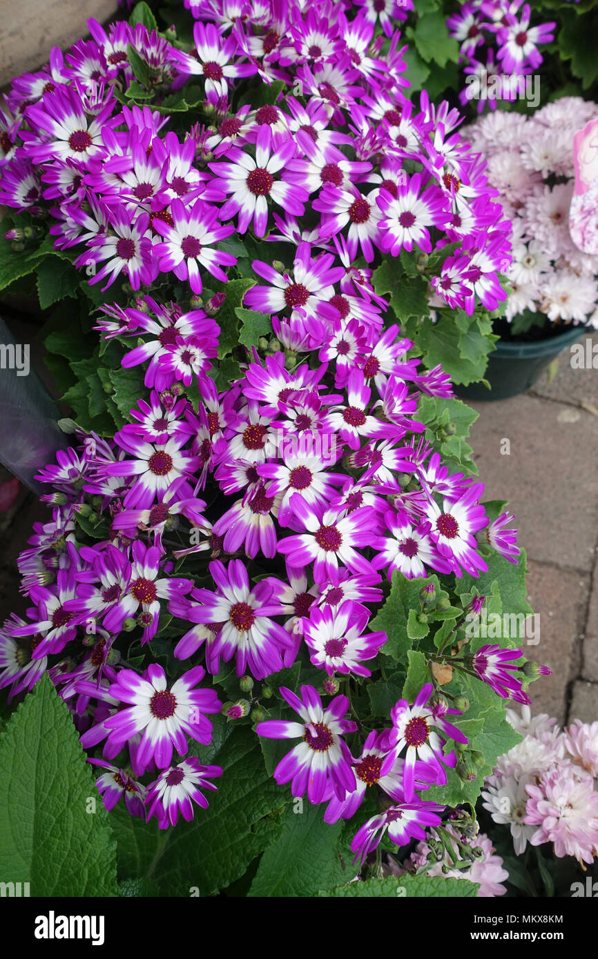 Pericallis Senetti o Senetti fiori in piena fioritura Pericallis Senetti o Senetti fiori in piena fioritura Foto Stock