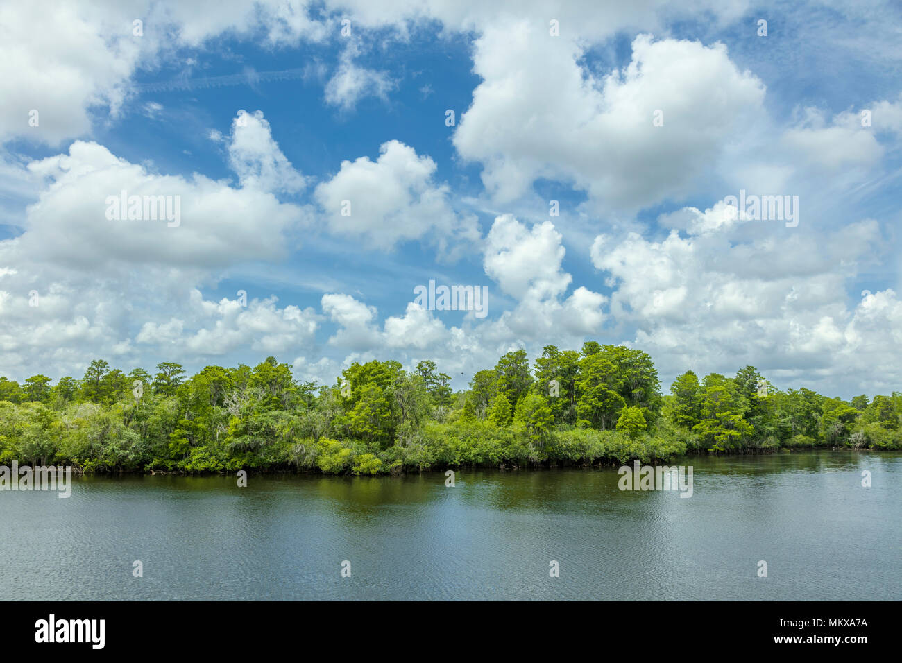 Grandi nuvole bianche nel cielo sopra il fiume Hillsborough in Lago di lattuga Parco Regionale in Tampa Florida Foto Stock