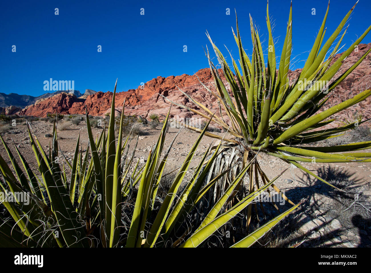 Yucca piante e scenario desertico in Red Rocks National Monument. Nevada Foto Stock