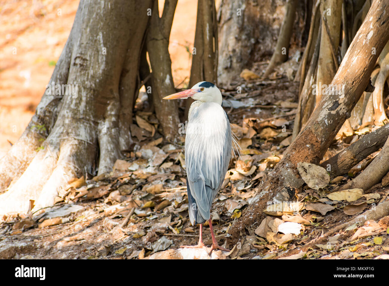 Airone bianco bird allo zoo molto buoni a giornata di sole. Foto Stock