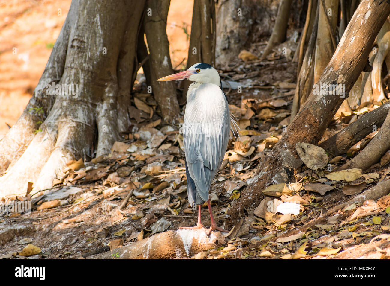 Airone bianco bird allo zoo molto buoni a giornata di sole. Foto Stock