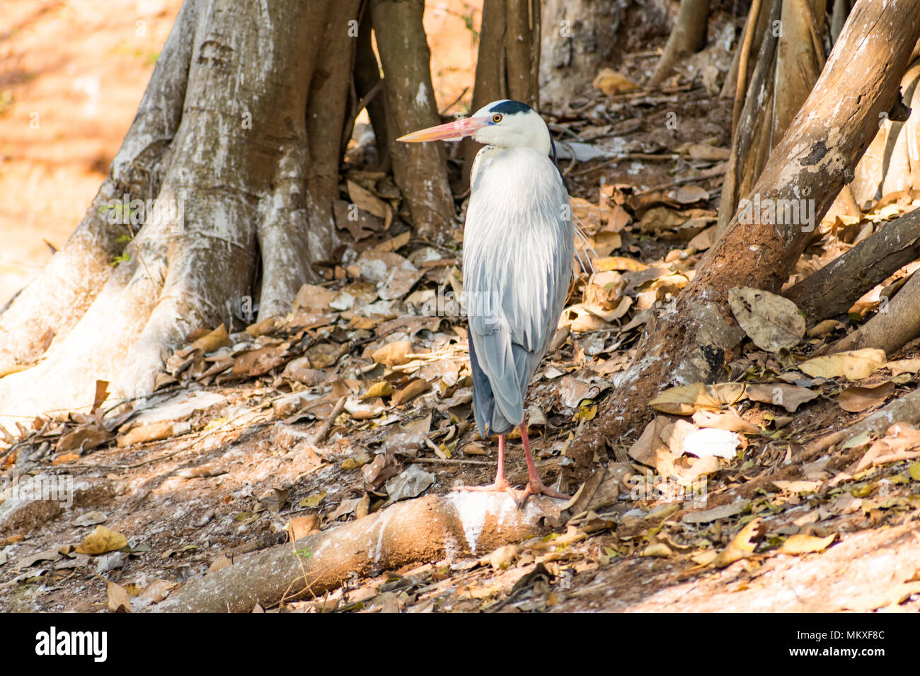 Airone bianco bird allo zoo molto buoni a giornata di sole. Foto Stock