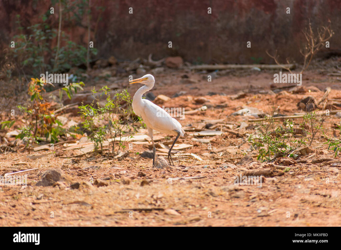 Airone bianco bird a camminare a zoo molto buona a giornata di sole. Foto Stock