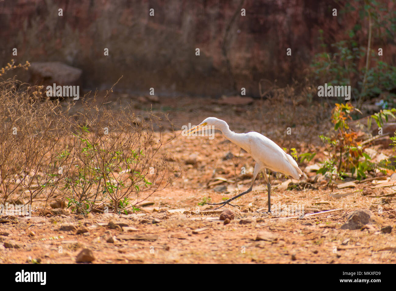 Airone bianco bird a camminare a zoo molto buona a giornata di sole. Foto Stock