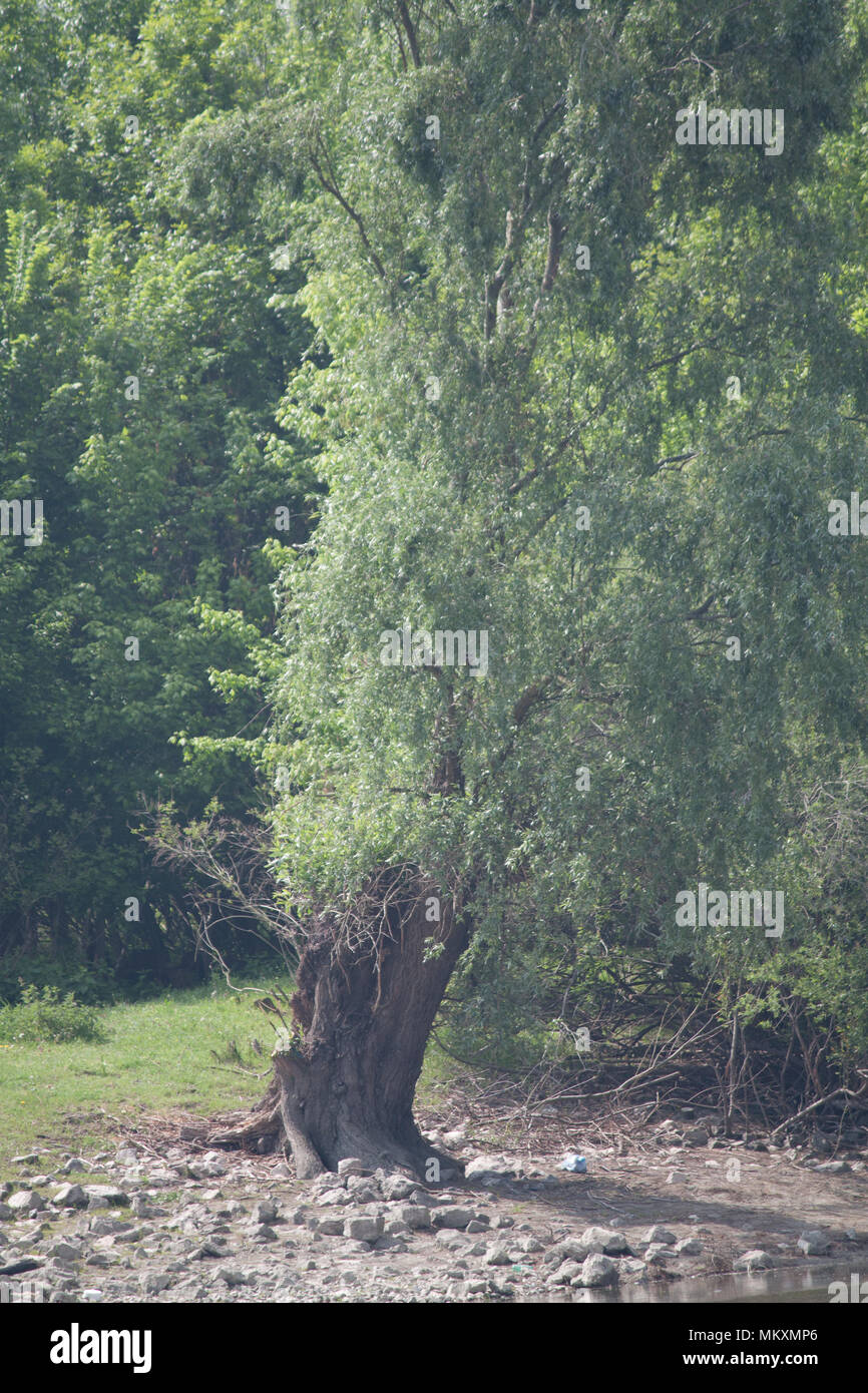 Il vecchio albero di salice sul fiume Danubio Foto Stock