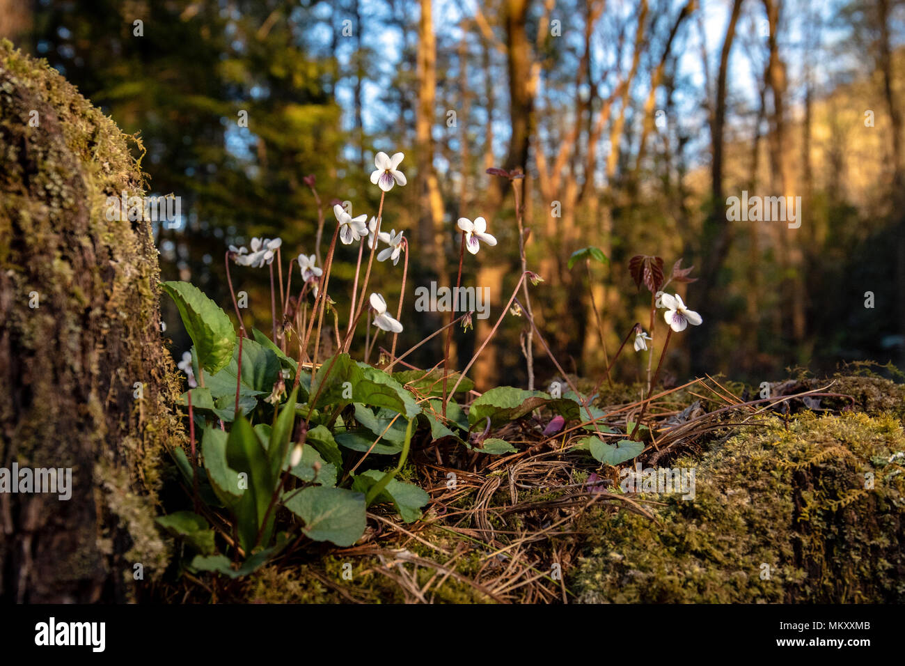 Bianco dolce (Viola Viola blanda) -Holmes educativo la foresta di stato, Hendersonville, North Carolina, STATI UNITI D'AMERICA Foto Stock